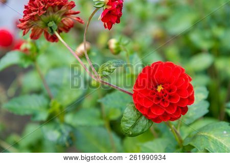 A Nice Pompon Dahlia In Rich Red