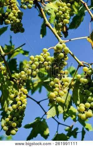 Photo Picture Of Acinus Unripe Grape Fresh Green Bunches