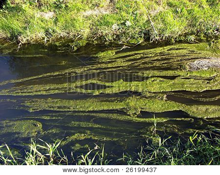 Fluss bedeckt mit Wasserlinse