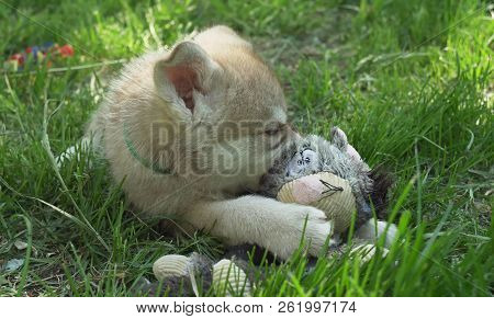 Beautiful Amusing Puppies Of Saarloos Wolfhound On Green Lawn In The Park