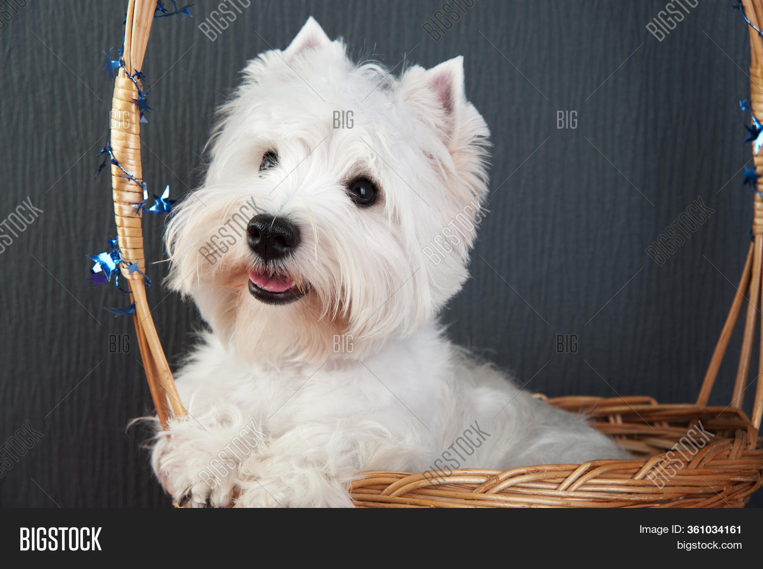 grey and white terrier