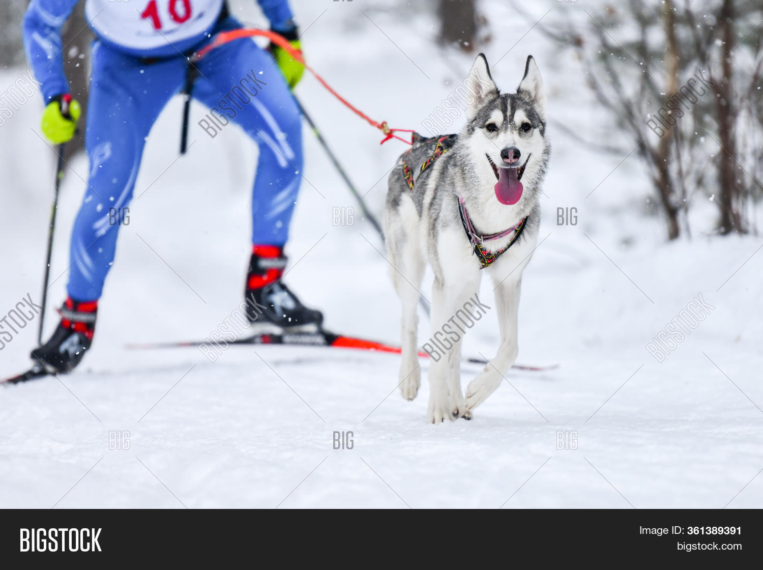 Dog Skijoring. Winter Image & Photo (Free Trial) Bigstock