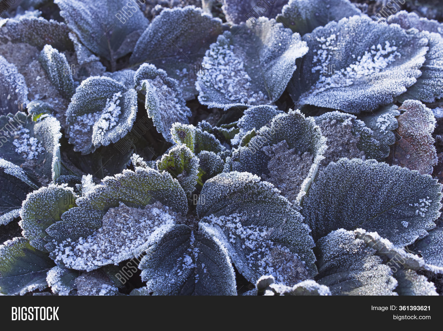 Frostcovered Image & Photo (Free Trial) Bigstock