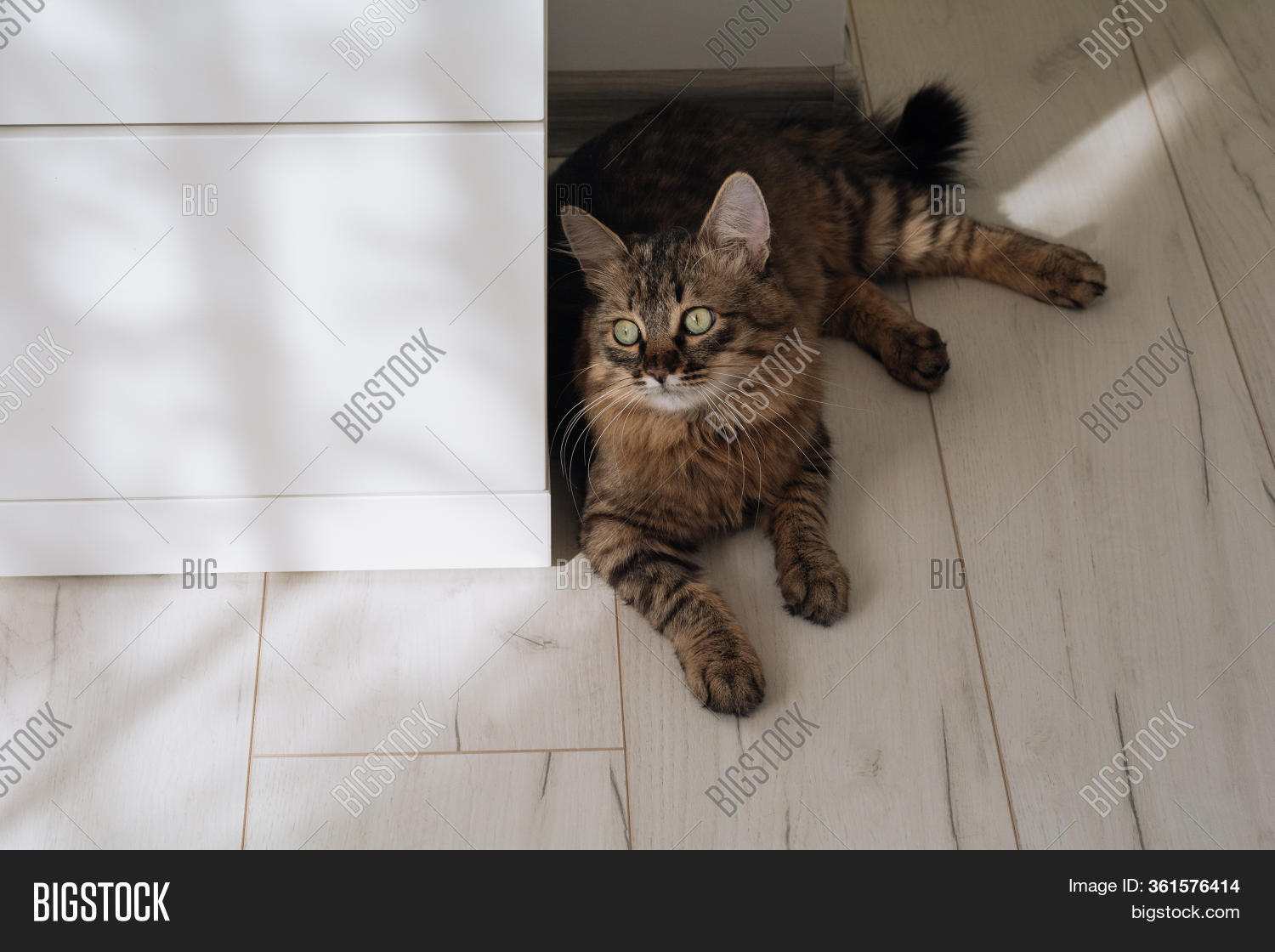 Striped Black Brown Image Photo Free Trial Bigstock