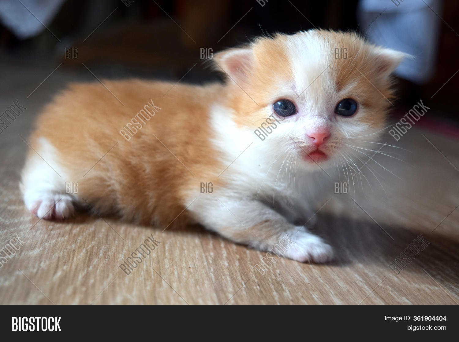 Fluffy Cute Kitten Image & Photo (Free Trial) | Bigstock