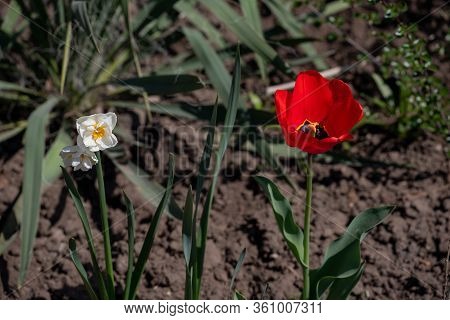 Tulip Flower With Green Leaf Background In Tulip Field At Winter Or Spring Day For Postcard Beauty D
