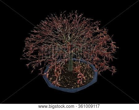 Acer Palmatum Bonsai From The Maple Plant, Latin Name, Age About 9 Years, Hokidachi Style. Isolated 