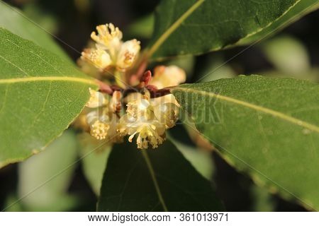 Close Up Image Of The Tiny White Flowers Of Laurus Nobilis Also Know As Bay Ltree, Or Bay Laurel.