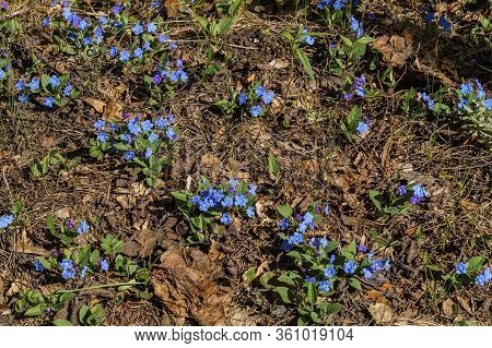 Bright Blue Brunner Flowers In Early Spring In The Garden.