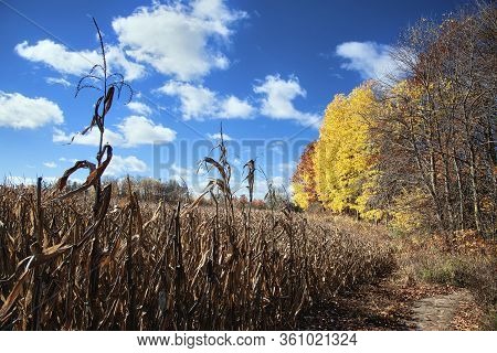 Autumn Scene - Corn Field In Markham, Ontario, Canada