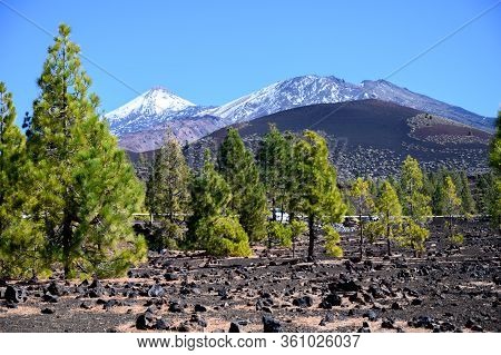 Panoramic View On Volcano Mount Teide, Green Canary Pine Trees And Lava Fiels On Tenerife Island, Ca