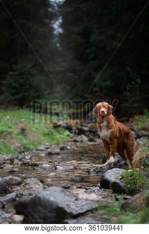 Hiking With A Dog. The Pet Is Sitting By The Stream, By The River. Nova Scotia Duck Tolling Retrieve