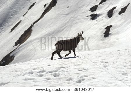 Tatras, Goats On Top