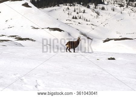 Tatras, Goats On Top