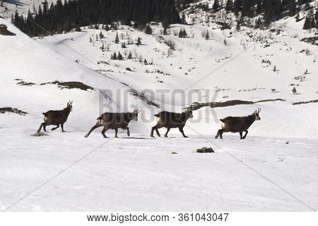 Tatras, Goats On Top