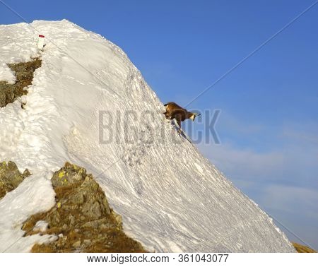 Tatras, Goats On Top
