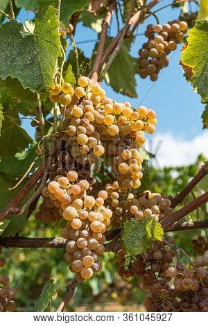 Close Up Of Berries And Leaves Of Grape-vine. Single Bunch Of Ripe Red Wine Grapes Hanging On A Vine