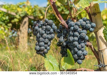 Close Up Of Berries And Leaves Of Grape-vine. Single Bunch Of Ripe Red Wine Grapes Hanging On A Vine