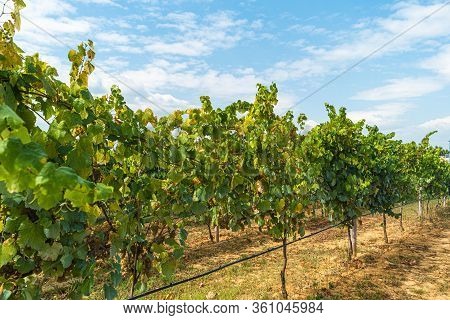 Close Up Of Berries And Leaves Of Grape-vine. Single Bunch Of Ripe Red Wine Grapes Hanging On A Vine
