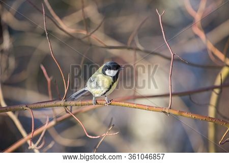 photo of great tit on bush twing