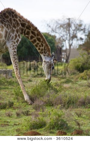 Giraffe Beweidung