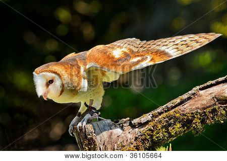 Effraie des clochers Tyto Alba