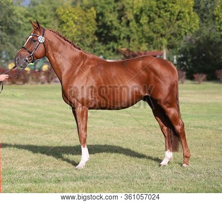 Beautiful Thoroughbred Warmblood Chestnut Colored Racehorse Mare Posing On The Showground