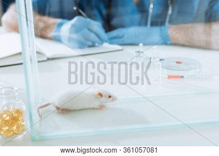 Cropped View Of Veterinarian In Latex Gloves Writing In Notebook Near White Mouse In Glass Box, Ampu