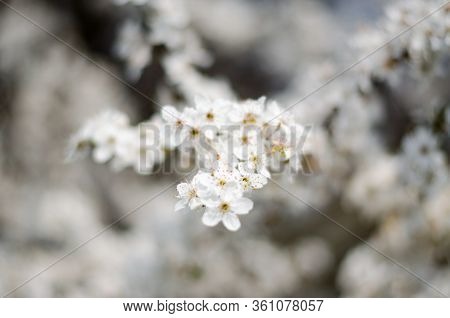 Selective Focus. Mirabelle Flowering. White Flowers On A Fruit Tree. Mirabelle