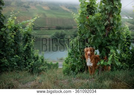 Dog By The Grape Tree. Field, Greens. Nova Scotia Duck Tolling Retriever In Nature.