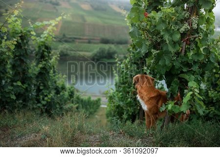 Dog By The Grape Tree. Field, Greens. Nova Scotia Duck Tolling Retriever In Nature.
