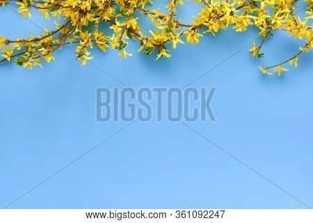 Branches Of Blooming Forsythia Suspensa On A Blue Background, Flat Lay. Abstract Floral Background W