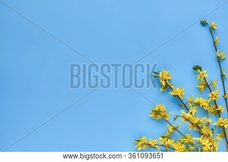 Branches Of Blooming Forsythia Suspensa On A Blue Background, Flat Lay. Abstract Floral Background W