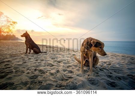 Domestic Dog Sitting On Sea Beach Against Beautiful Sun Rising Sky