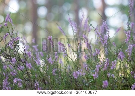 Beautiful Thin, Branched Stems Of Blooming Heather Against The Background Of Forest Tree Trunks.