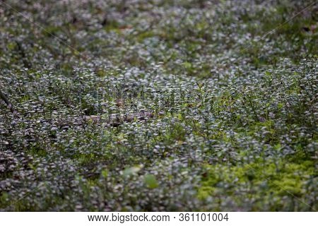 Beautiful Thin, Branched Stems Of Blooming Heather Against The Background Of Forest Tree Trunks.