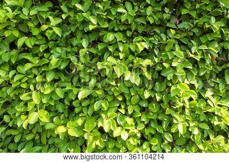 Close Up Full Frame Banyan Tree Or Ficus Annulata Background And Texture With Sunlight. Leaves Can B