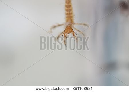 In A Wild Pond There Are Predatory Diving Beetles That Like To Eat Spawn