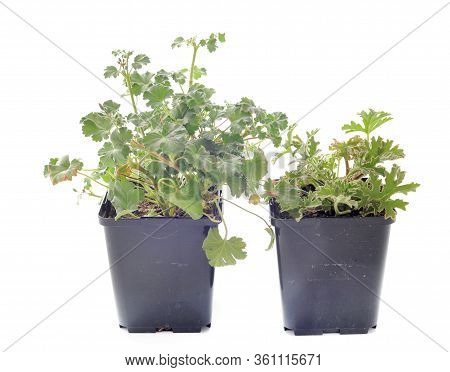 Pelargonium Capitatum  In Front Of White Backgournd
