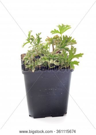 Pelargonium Capitatum  In Front Of White Backgournd