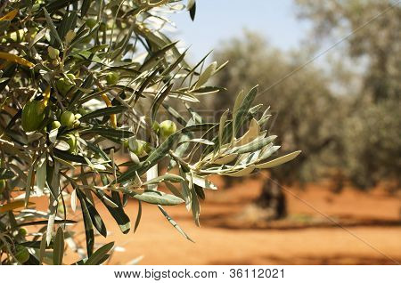 Piantagione di olive e olive su ramo