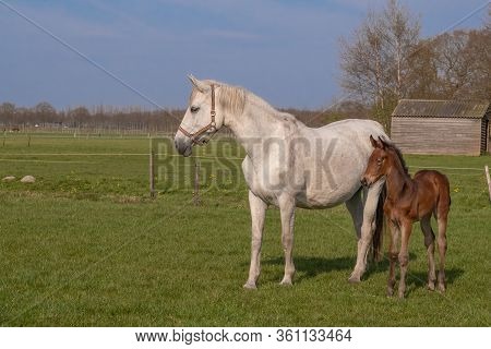 A Baby Horse With Mother Standing On Grass, Foal Is Looking At Camera.