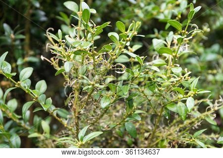 On The Boxwood The Pest Boxwood Borer Eats The Shrub Bare