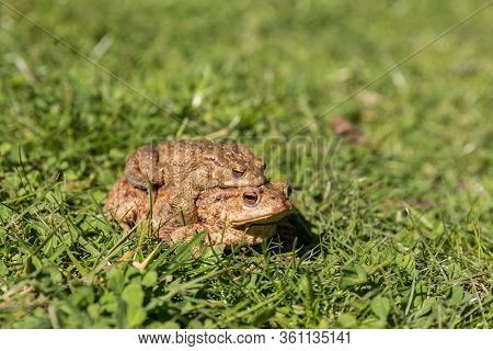 Pair Of Toads In The Grass