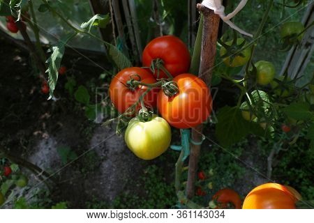 Healthy Eating Concept - Close-up Ripe Beautiful Tomato And Cucumber Grows In The Summer In The Gree