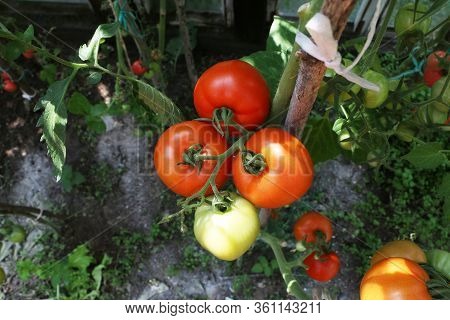 Healthy Eating Concept - Close-up Ripe Beautiful Tomato And Cucumber Grows In The Summer In The Gree