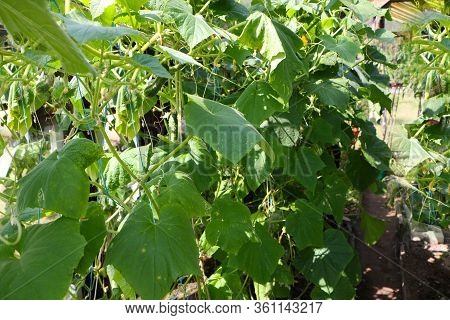 Close-up  - Ripe Beautiful Tomato And Cucumber Grows In The Summer In The Greenhouse