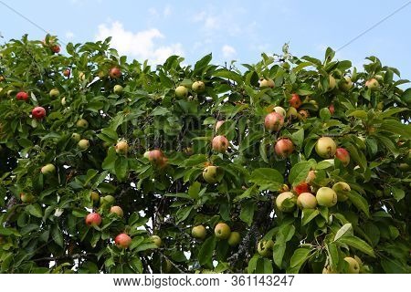 Close-up Photo - Useful Tasty Apples Grow On A Tree Against A Blue Sky