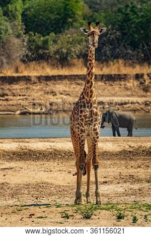 Front View Of Giraffe Looking To The Camera