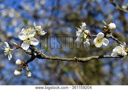 In The Spring Grow Beautiful Colorful Flowers.